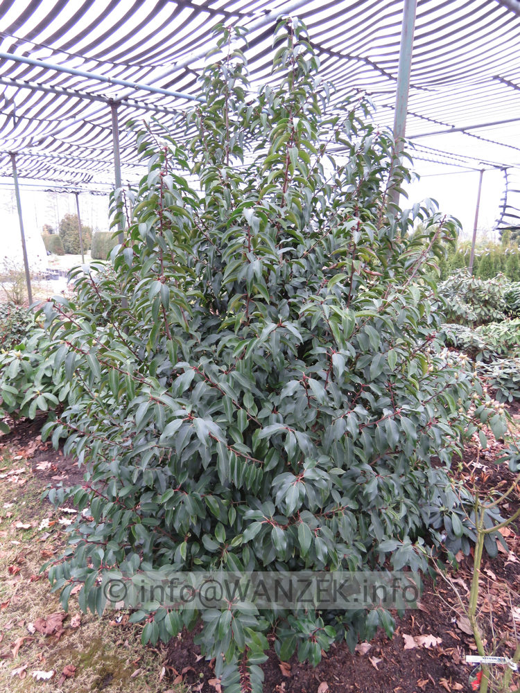 Prunus lusitanica Angustifolia - Sol 2m nach dem Winter.JPG